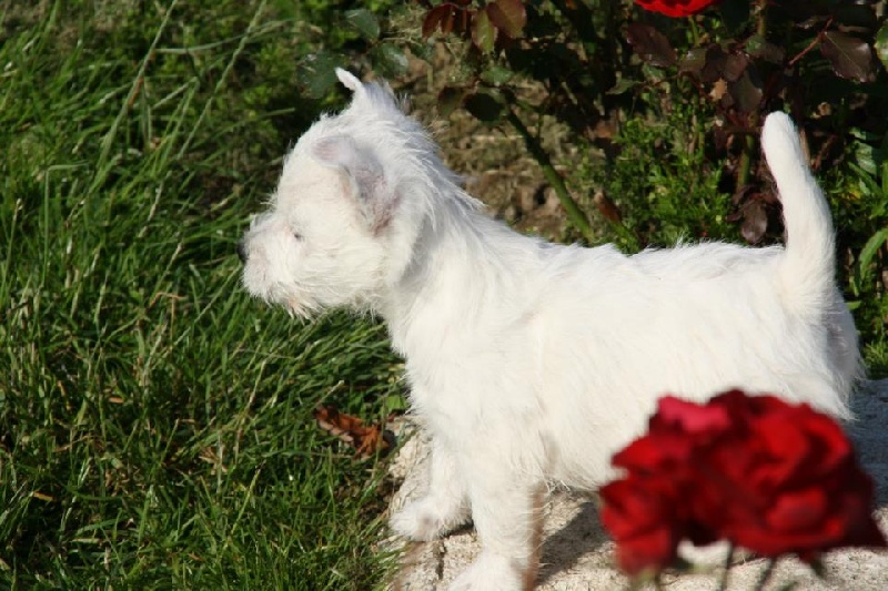 de la dame aux loups - West Highland White Terrier - Portée née le 04/08/2012