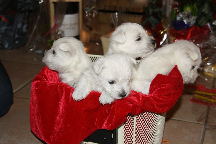 de la dame aux loups - West Highland White Terrier - Portée née le 25/11/2010